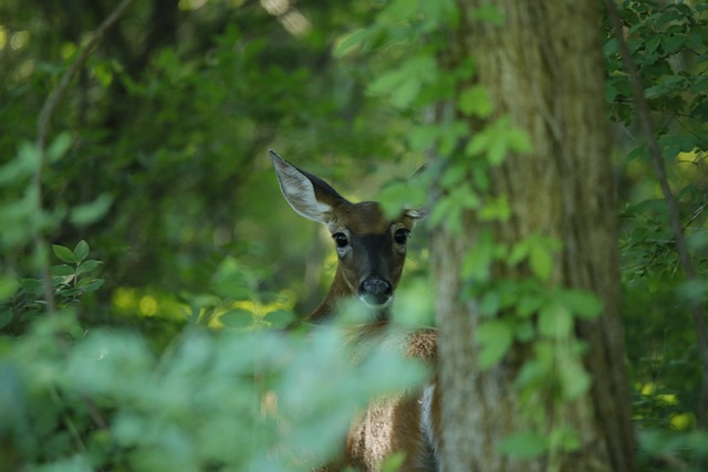 Free Deer Nature photo and picture