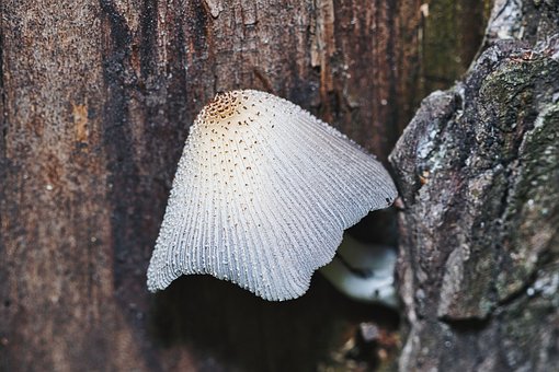 Pilz, Baumstamm, Sporen, Natürlich