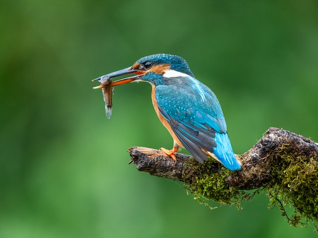 Free Nature Wildlife photo and picture