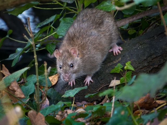 Free Rat Rodent photo and picture