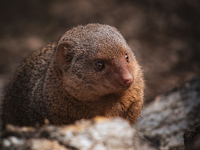 Free Mongoose Mammal photo and picture