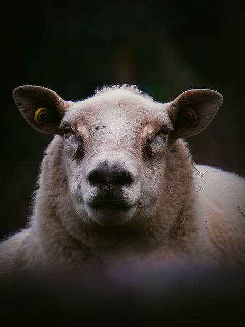 Free Sheep Wool photo and picture