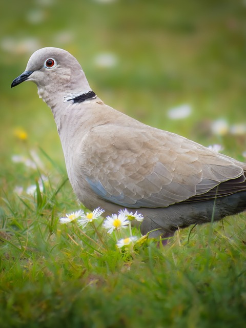 Free Dove Nature photo and picture