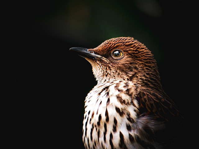 Free Bird Nature photo and picture