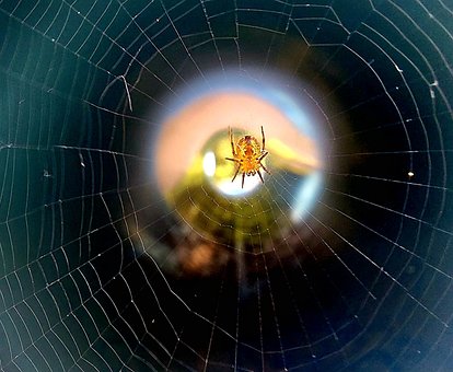 Free Spider Web photo and picture