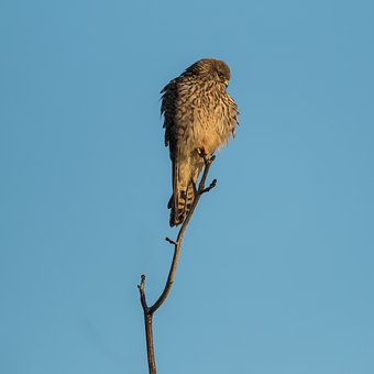 Dravec, Pták, Příroda, Fauna, Sokol
