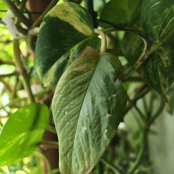 Plante, Natur, Vækst, Blad, Grønt