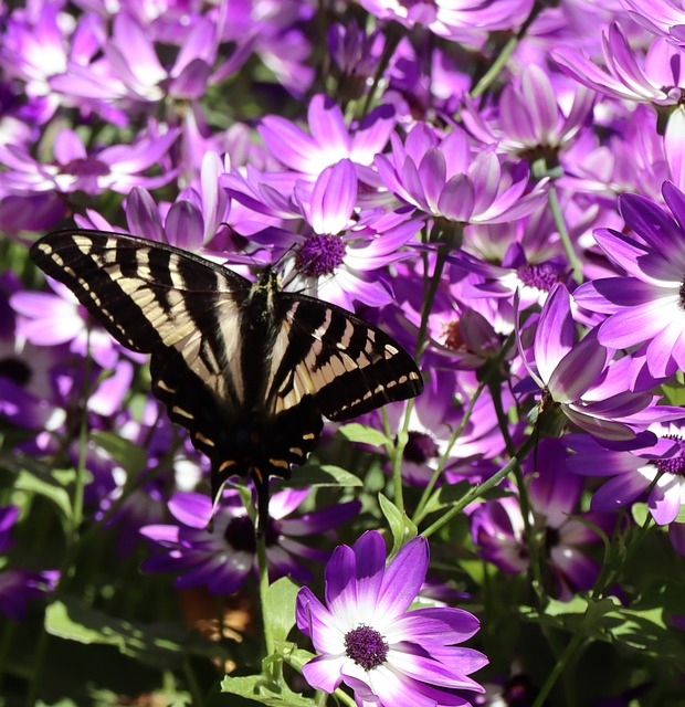 Free Purple Butterfly photo and picture