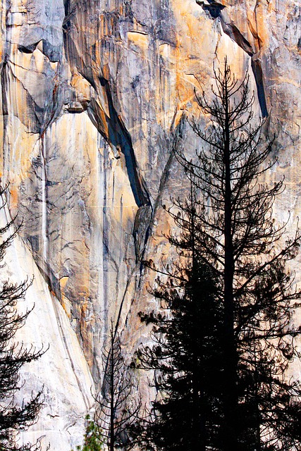 Free Yosemite Tree photo and picture
