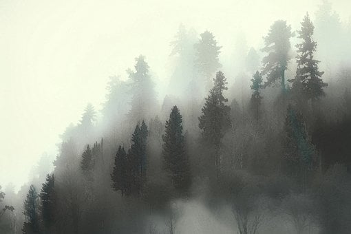 Free Fog Forest illustration and picture