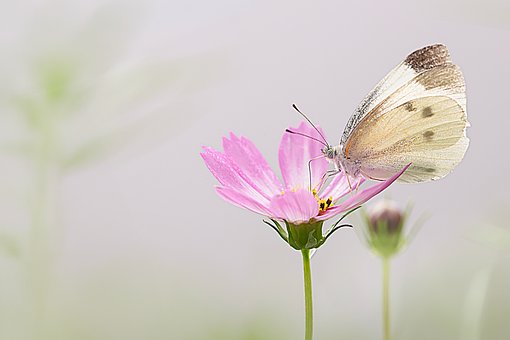 Schmetterling, Blume, Rosa, Makro
