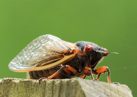 Zikade, Rote Augen, Makrofotografie