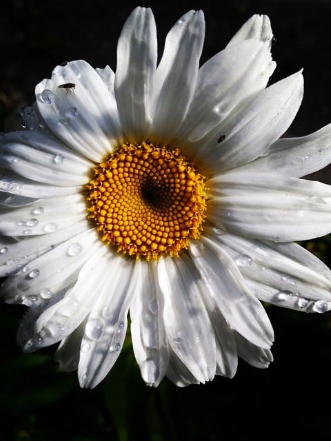 Floare, Natură, Înflori, Petale Albe