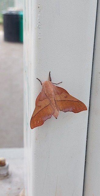 Free Butterfly Nature photo and picture