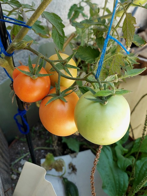 Free Tomatoes Gardening photo and picture