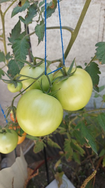 Free Tomatoes Green photo and picture