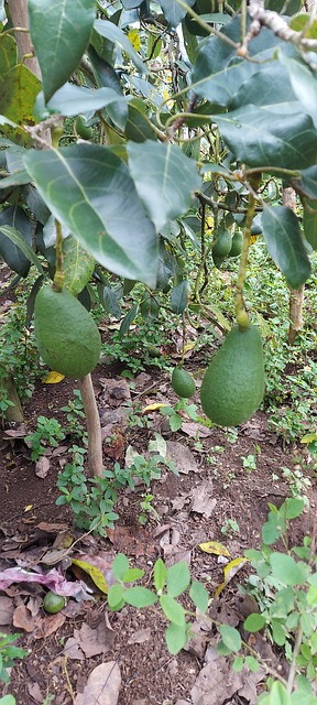 Free Avocado Tree photo and picture