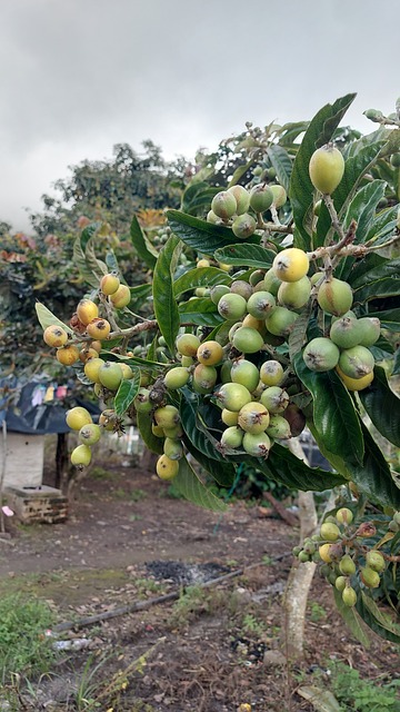 Free Fruit Tree photo and picture