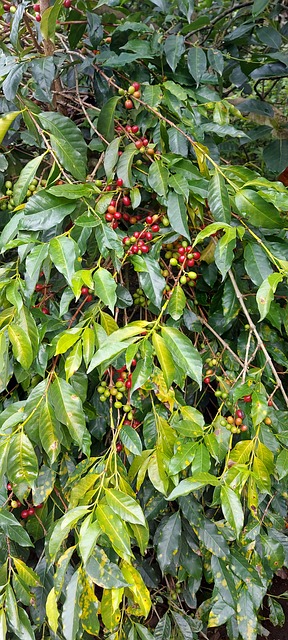 Free Coffee Coffee Beans photo and picture