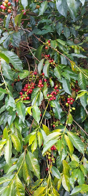 Free Coffee Plant photo and picture