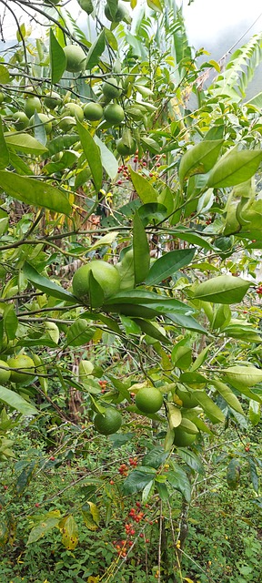 Free Orange Tree Green Foliage photo and picture