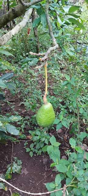 Free Avocado Fruit photo and picture