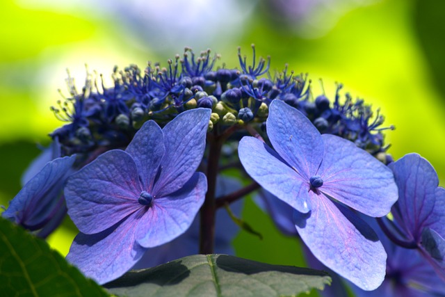 Free Hydrangea Blue Flower photo and picture