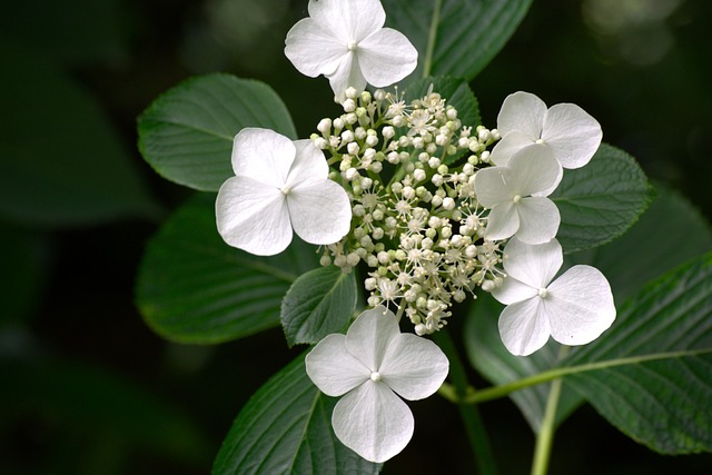 Free Hydrangea White Flower photo and picture
