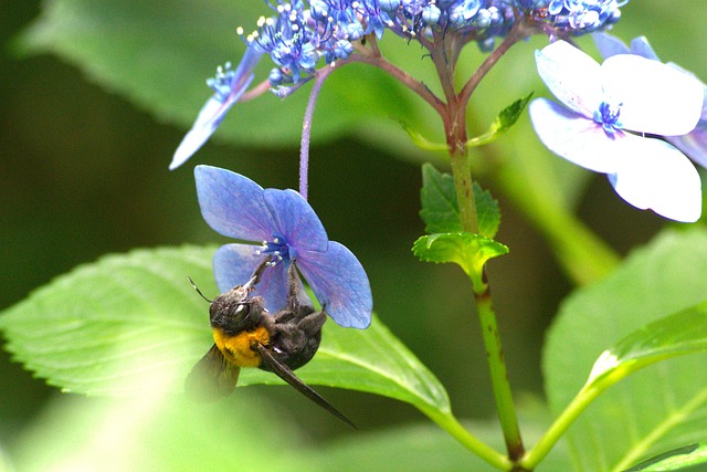 Free Flower Bumblebee photo and picture