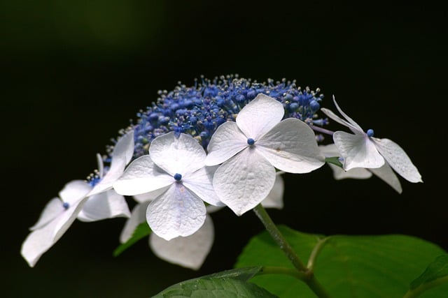 Free Hydrangea White Flowers photo and picture