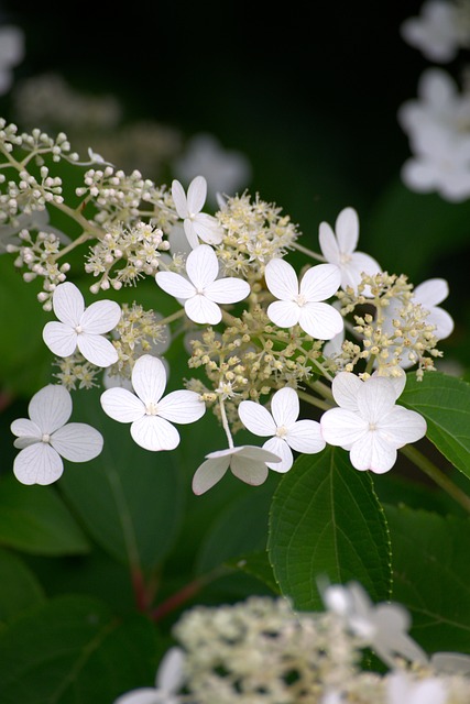 Free Hydrangea White Flowers photo and picture
