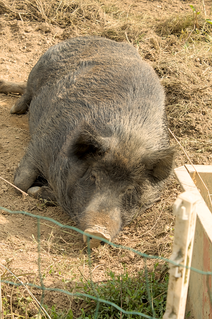 Wildschwein, Tier, Schlafen, Natur
