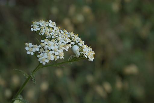 Spinne, Natur, Blüte, Wildblumen, Makro
