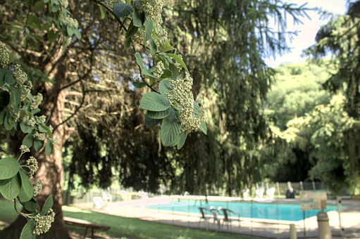 Natur, Schwimmbad, Baum, Sommer, Blätter