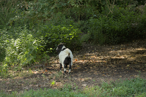 Ziege, Natur, Tier, Hörner, Wiederkäuer
