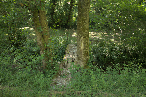 Brücke, Natur, Pfad, Wald, Landschaft