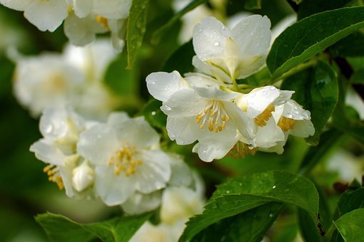Free Flowers Jasmine photo and picture