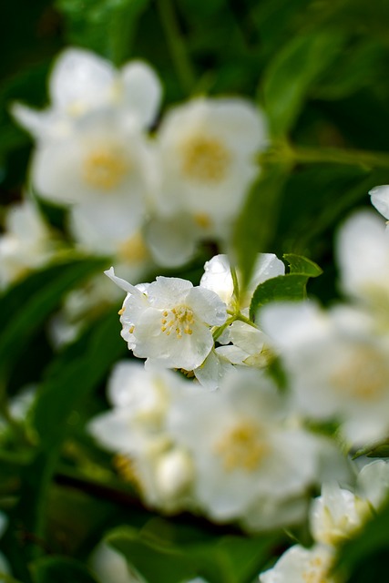 Free Flower White photo and picture