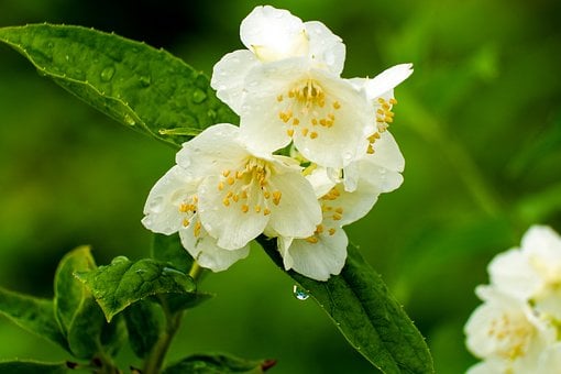 Free Jasmine Flower photo and picture