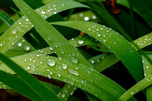 Free Grass Dew photo and picture