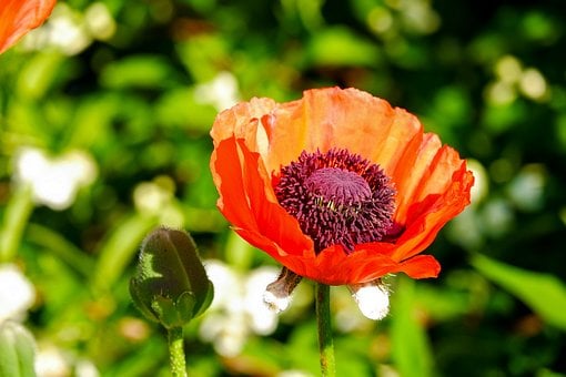 Free Poppy Flower photo and picture