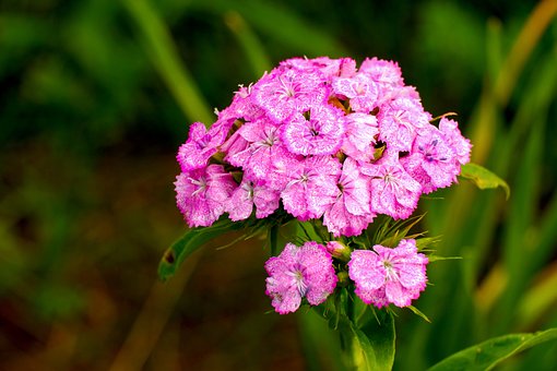 Free Pink Carnation photo and picture