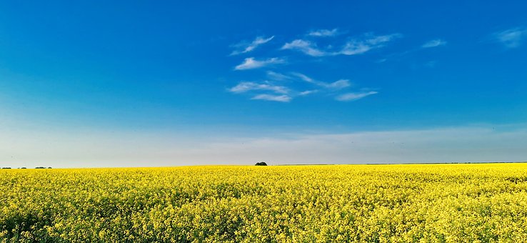 Landschaft, Raps, Feld, Blauer Himmel