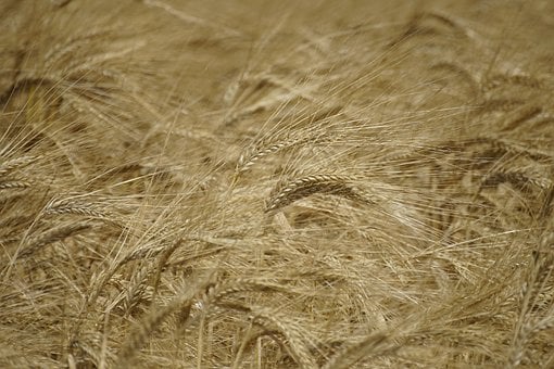 Trigo, Dourado, Campo, Colheita