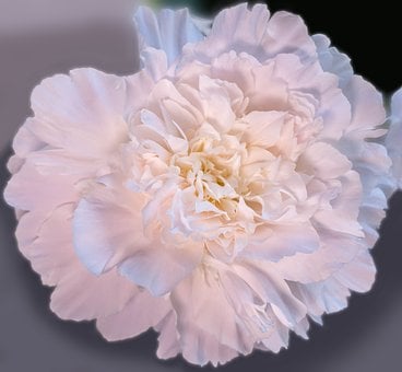 Pfingstrose, Blume, Rosa, Blühend