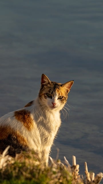 Free Cat Animal photo and picture