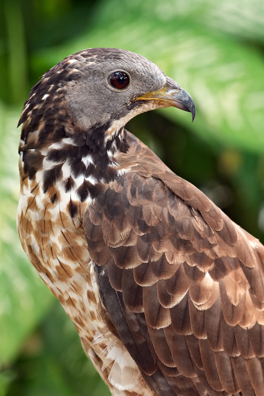 Crested Honey Buzzard Raptor Bird - Free photo on Pixabay
