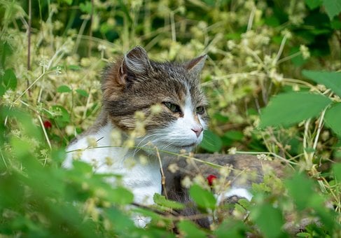 Kat, Huisdier, Poesje, Natuur