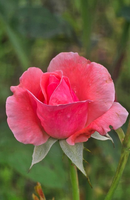 Free Rose Flower photo and picture