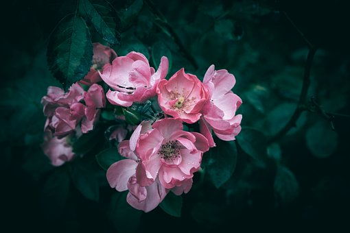 Rose, Blomster, Hage, Blomstring